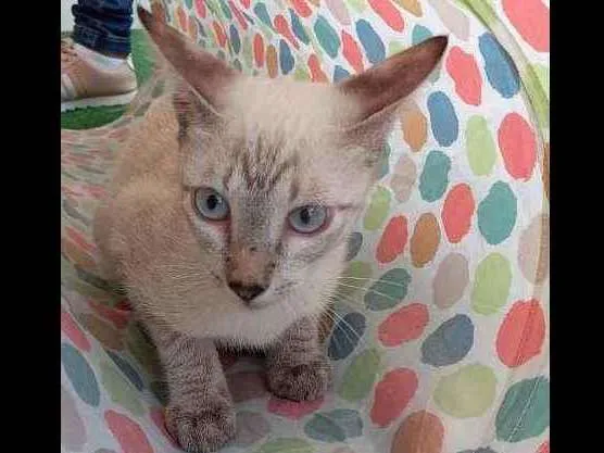 Cachorro raça SRD idade 2 a 6 meses nome Snow