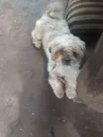 Bob