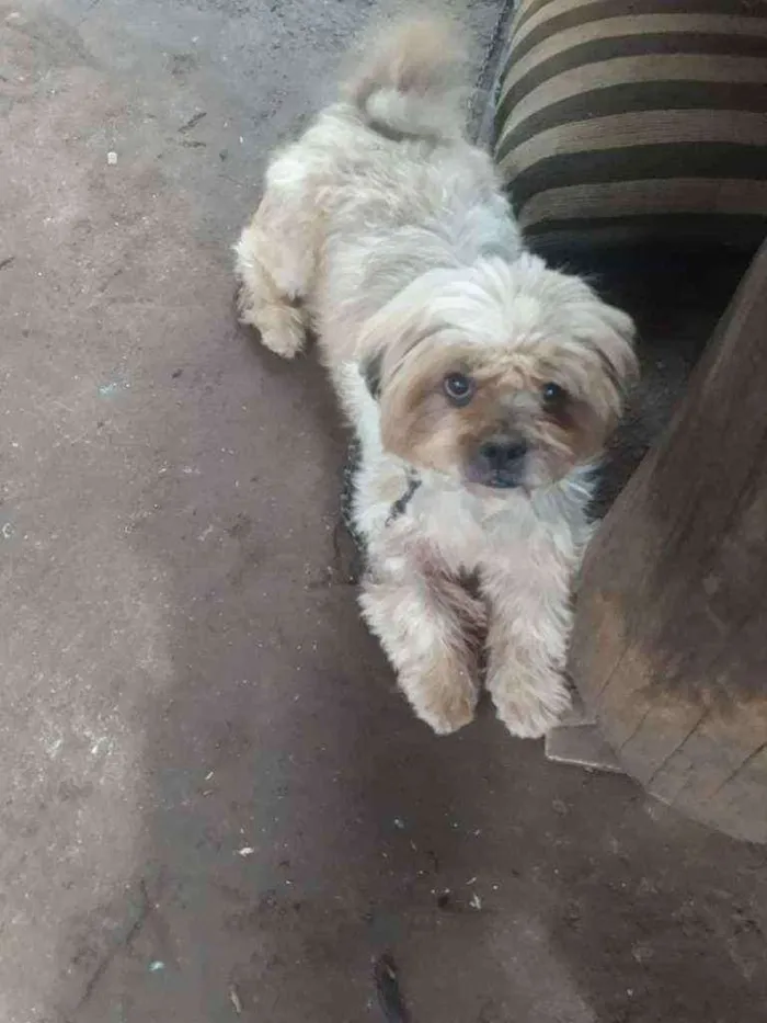 Cachorro raça Shir idade 1 ano nome Bob