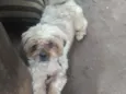 Bob