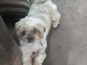 Cachorro raça Shir idade 1 ano nome Bob