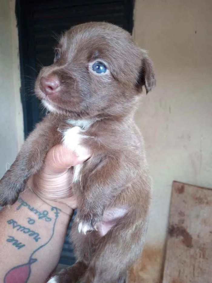Cachorro raça Srd idade Abaixo de 2 meses nome Sem nome