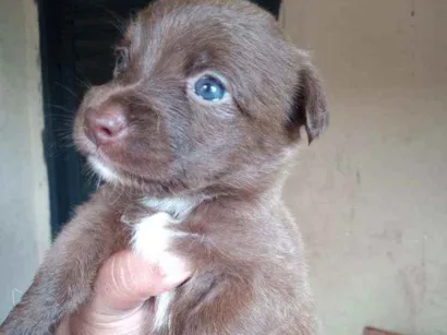 Cachorro raça Srd idade Abaixo de 2 meses nome Sem nome