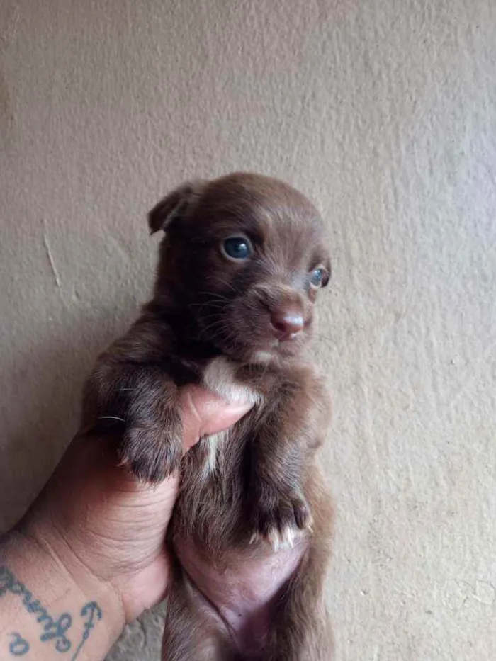 Cachorro raça Srd idade Abaixo de 2 meses nome Sem nome