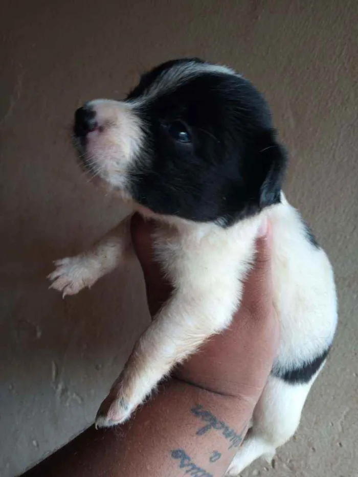 Cachorro raça  idade Abaixo de 2 meses nome Sem nome 