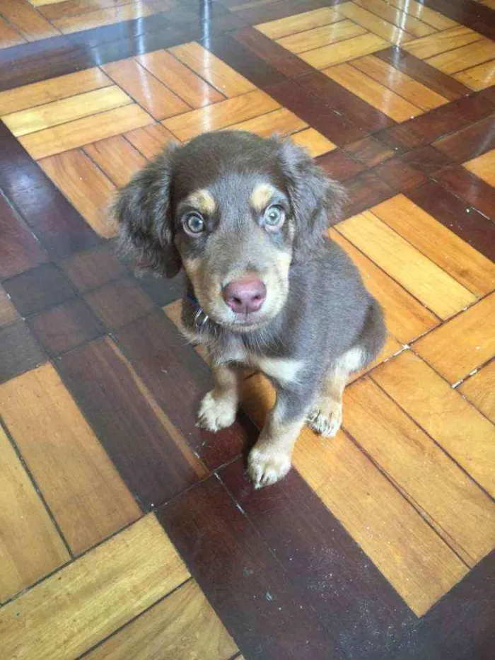 Cachorro ra a SRD idade 2 a 6 meses nome Brioche