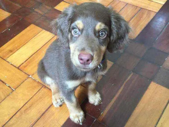 Cachorro ra a SRD idade 2 a 6 meses nome Brioche