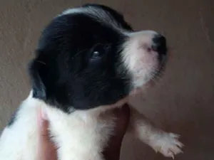 Cachorro raça  idade Abaixo de 2 meses nome Sem nome 