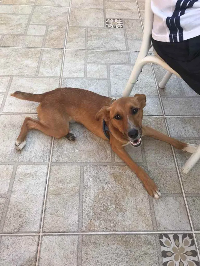 Cachorro ra a SRD idade 2 a 6 meses nome Cachacinha