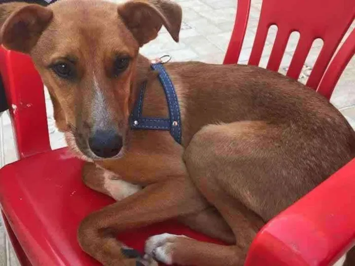 Cachorro ra a SRD idade 2 a 6 meses nome Cachacinha