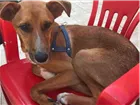 Cachorro raça SRD idade 2 a 6 meses nome Cachacinha