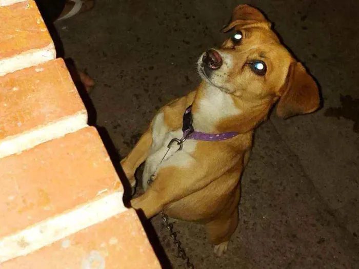 Cachorro ra a Vira lata idade 3 anos nome Bolinha