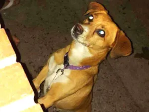 Cachorro raça Vira lata idade 3 anos nome Bolinha