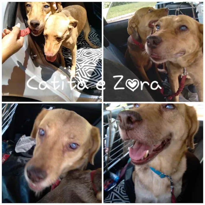 Cachorro ra a SRD idade 1 ano nome Catita 