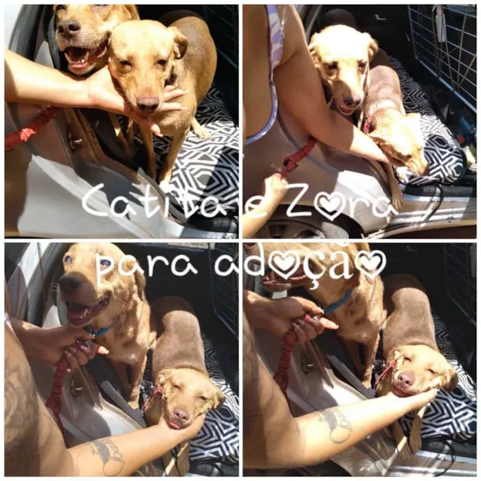 Cachorro ra a SRD idade 1 ano nome Catita 