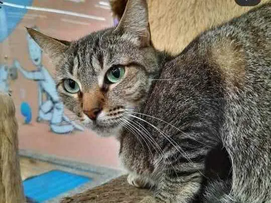 Gato ra a Srd  idade 1 ano nome Thifany