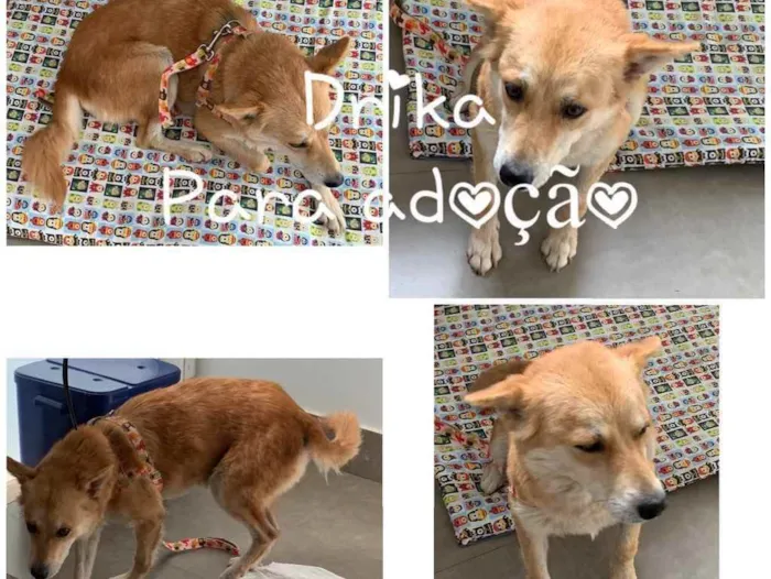 Cachorro ra a SRD idade 1 ano nome DRIKA