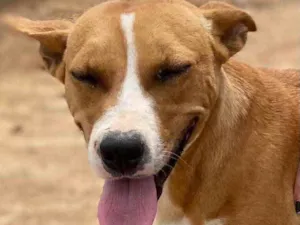Cachorro raça SRD idade 1 ano nome Nina