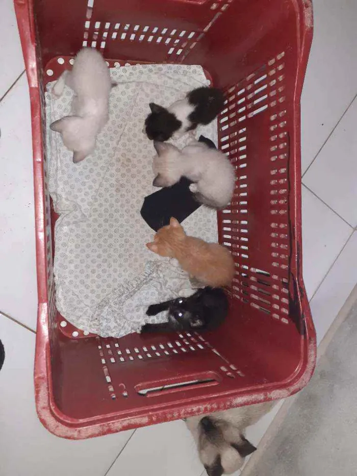 Gato raça Thay com sagrado da Birmânia  idade Abaixo de 2 meses nome Não dei nomes ainda