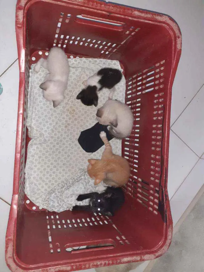 Gato raça Thay com sagrado da Birmânia  idade Abaixo de 2 meses nome Não dei nomes ainda