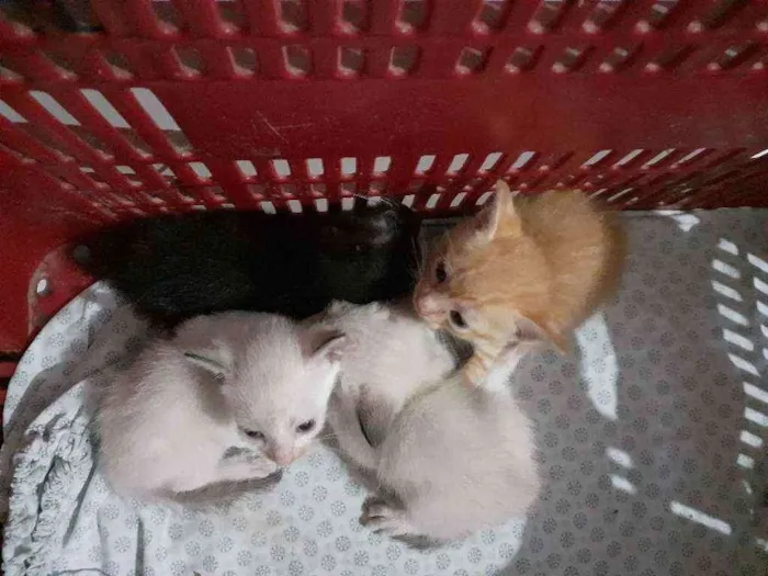 Gato raça Thay com sagrado da Birmânia  idade Abaixo de 2 meses nome Não dei nomes ainda