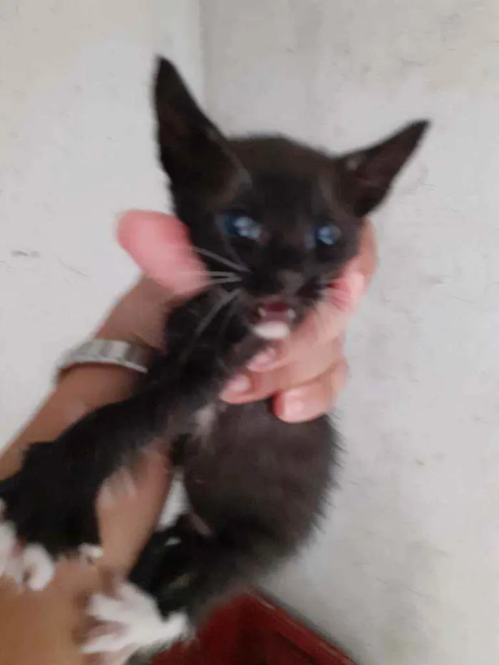 Gato raça Thay com sagrado da Birmânia  idade Abaixo de 2 meses nome Não dei nomes ainda