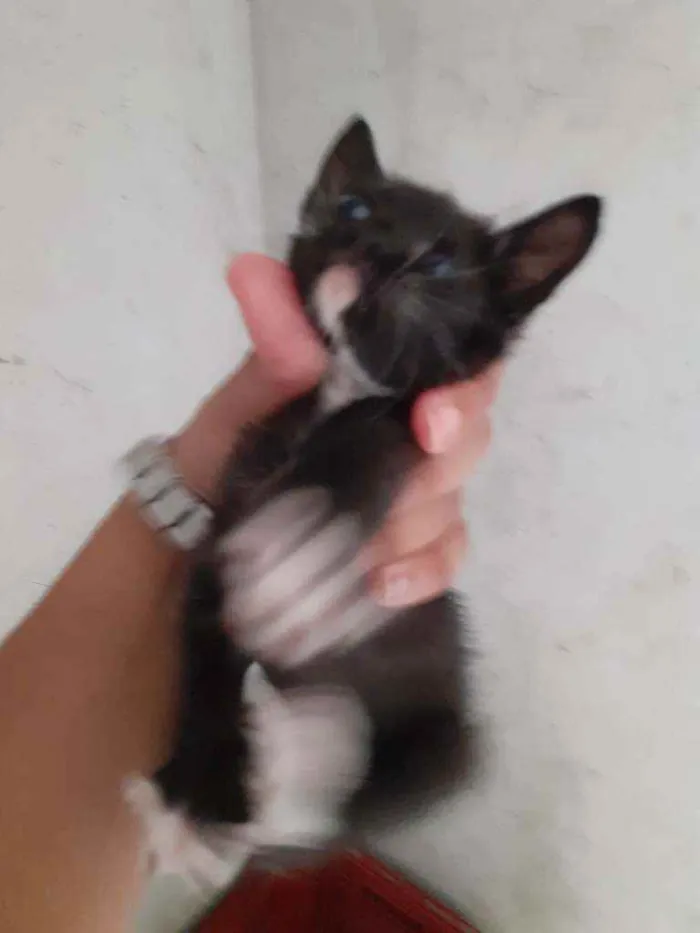 Gato raça Thay com sagrado da Birmânia  idade Abaixo de 2 meses nome Não dei nomes ainda