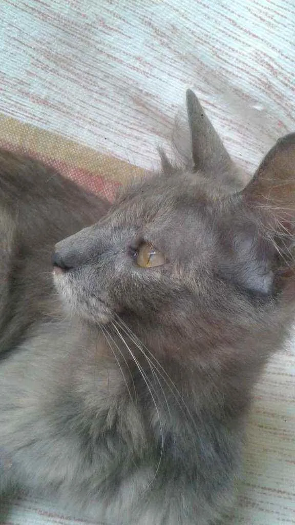 Gato ra a SRD idade 7 a 11 meses nome Savanah