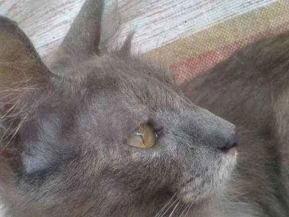Gato ra a SRD idade 7 a 11 meses nome Savanah