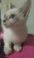 Vadico