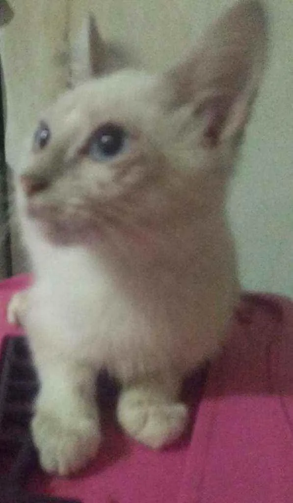 Gato ra a Siames idade 2 a 6 meses nome Vadico