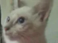 Vadico