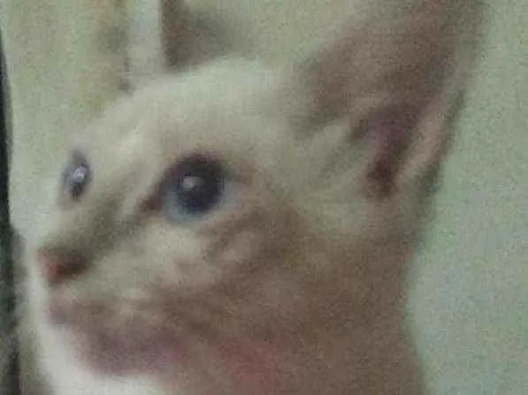 Gato ra a Siames idade 2 a 6 meses nome Vadico