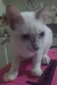 Vadico