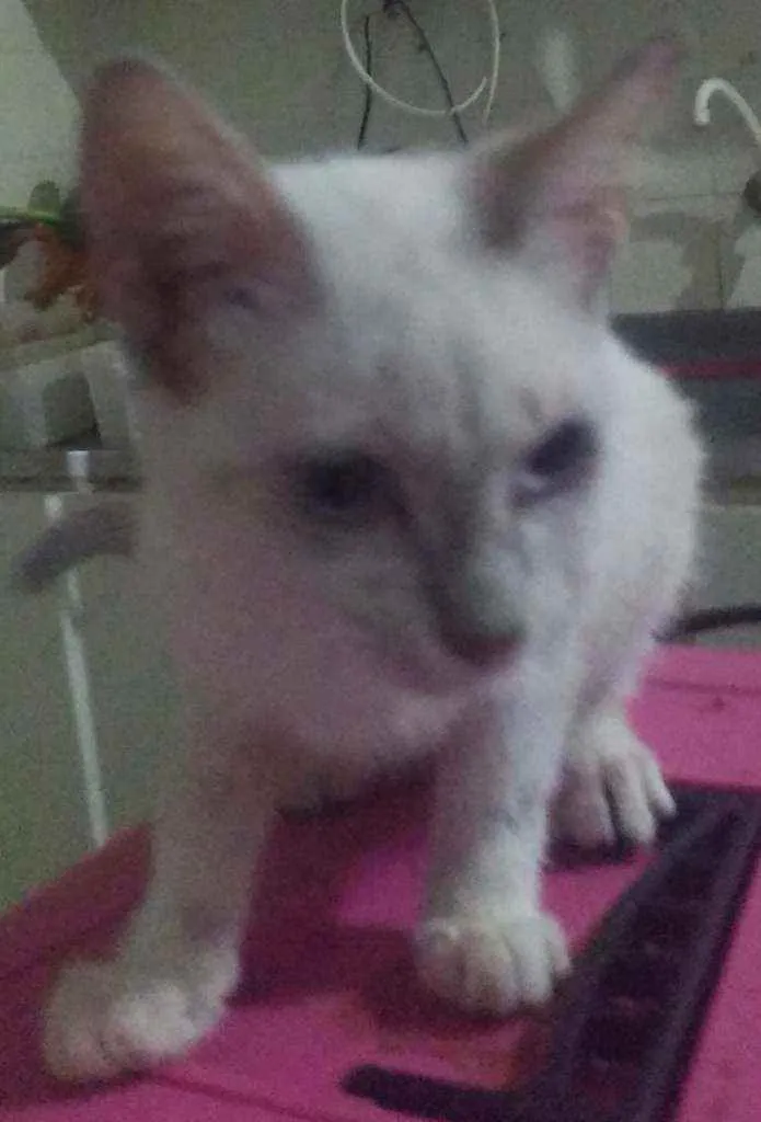Gato ra a Siames idade 2 a 6 meses nome Vadico