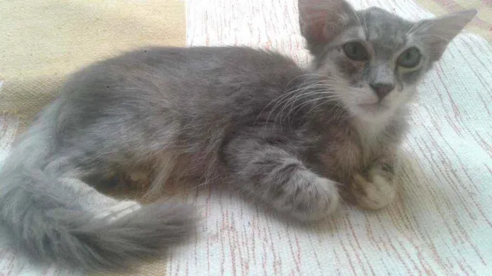 Gato ra a SRD idade 2 a 6 meses nome Cirilo