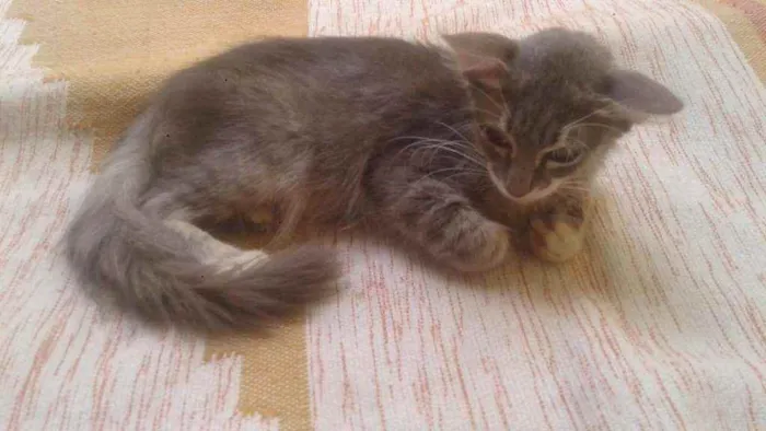 Gato ra a SRD idade 2 a 6 meses nome Cirilo