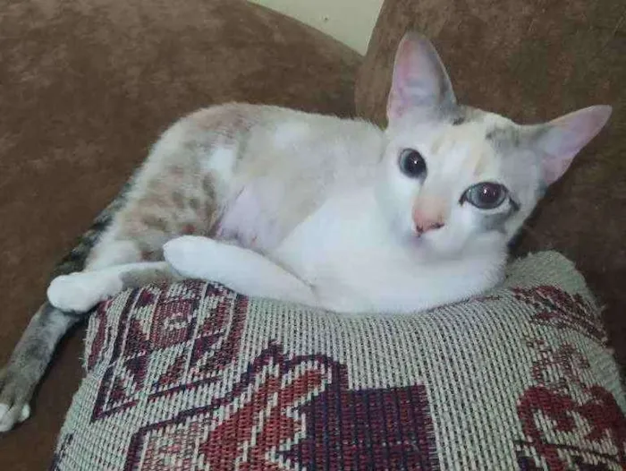 Gato raça SRD idade 7 a 11 meses nome JULIE 