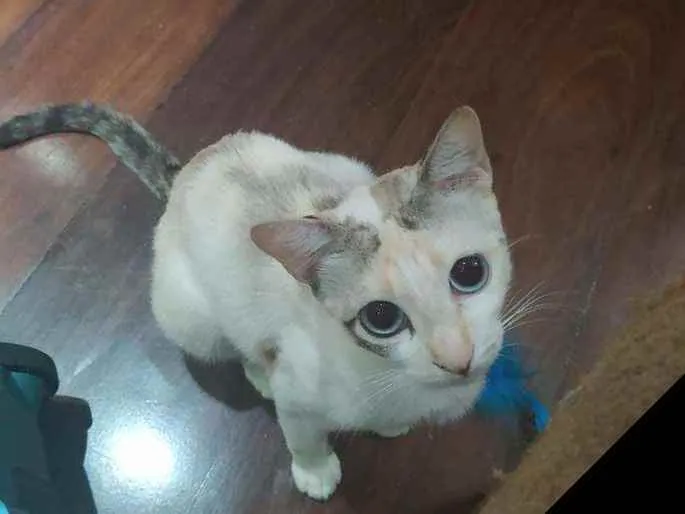 Gato raça SRD idade 7 a 11 meses nome JULIE 