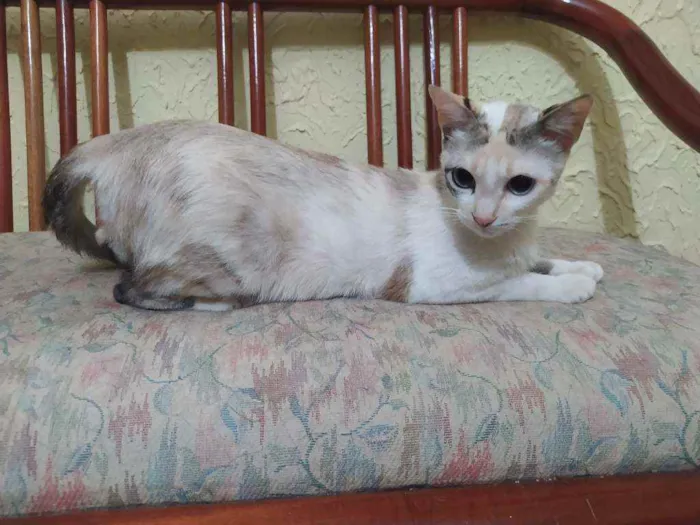 Gato raça SRD idade 7 a 11 meses nome JULIE 