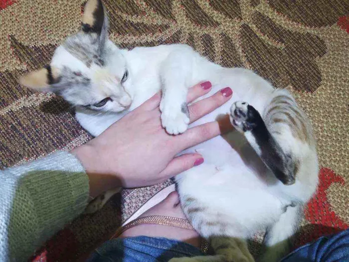 Gato raça SRD idade 7 a 11 meses nome JULIE 