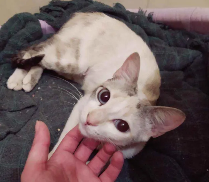 Gato raça SRD idade 7 a 11 meses nome JULIE 