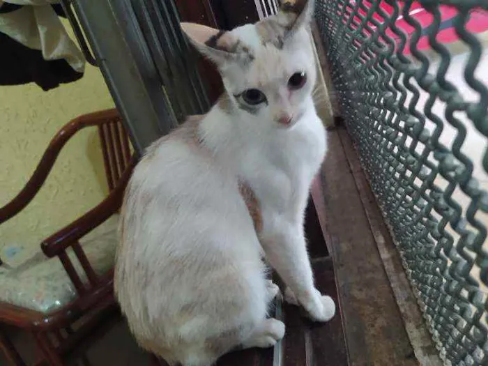 Gato raça SRD idade 7 a 11 meses nome JULIE 