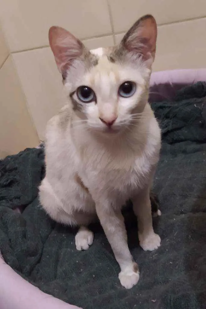 Gato raça SRD idade 7 a 11 meses nome JULIE 