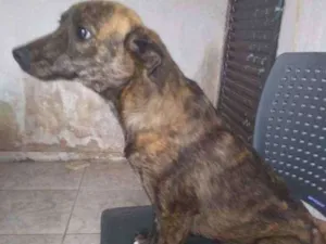 Cachorro raça Vira-lata idade 1 ano nome Bee