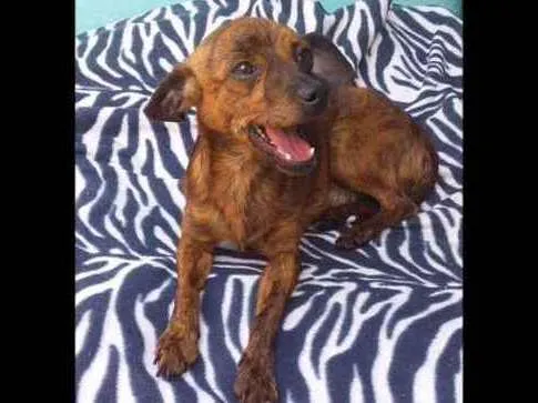 Cachorro ra a Pincher idade 1 ano nome Buck
