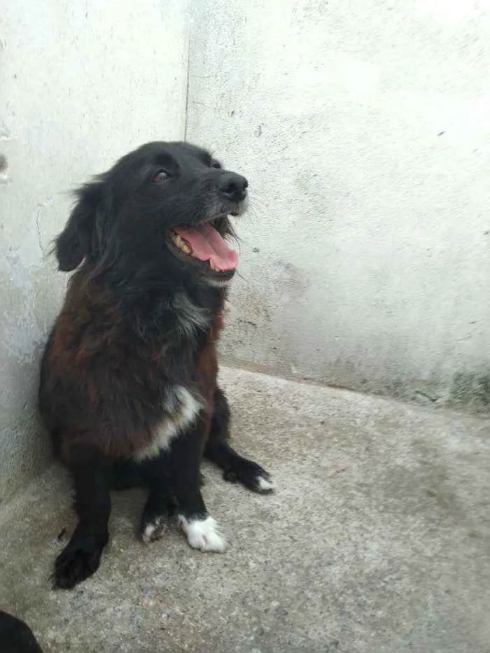 Cachorro ra a Srd idade 1 ano nome Lilica