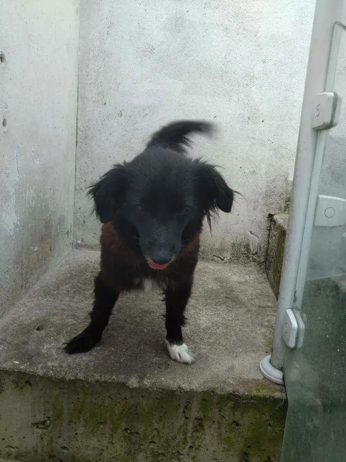 Cachorro ra a Srd idade 1 ano nome Lilica