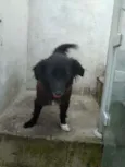 Lilica