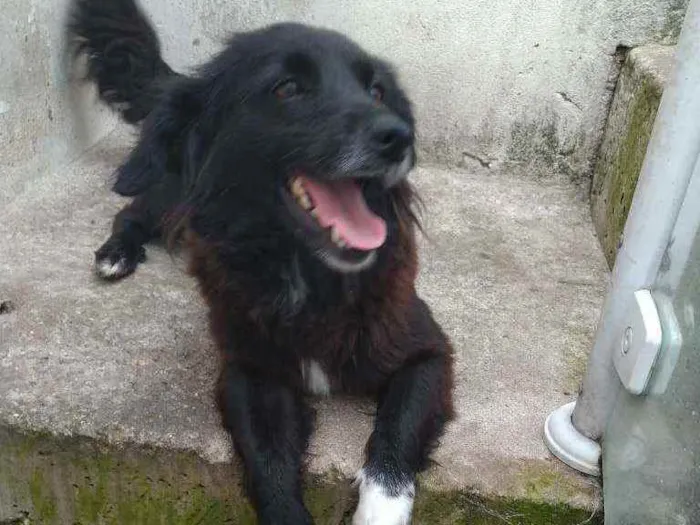 Cachorro ra a Srd idade 1 ano nome Lilica